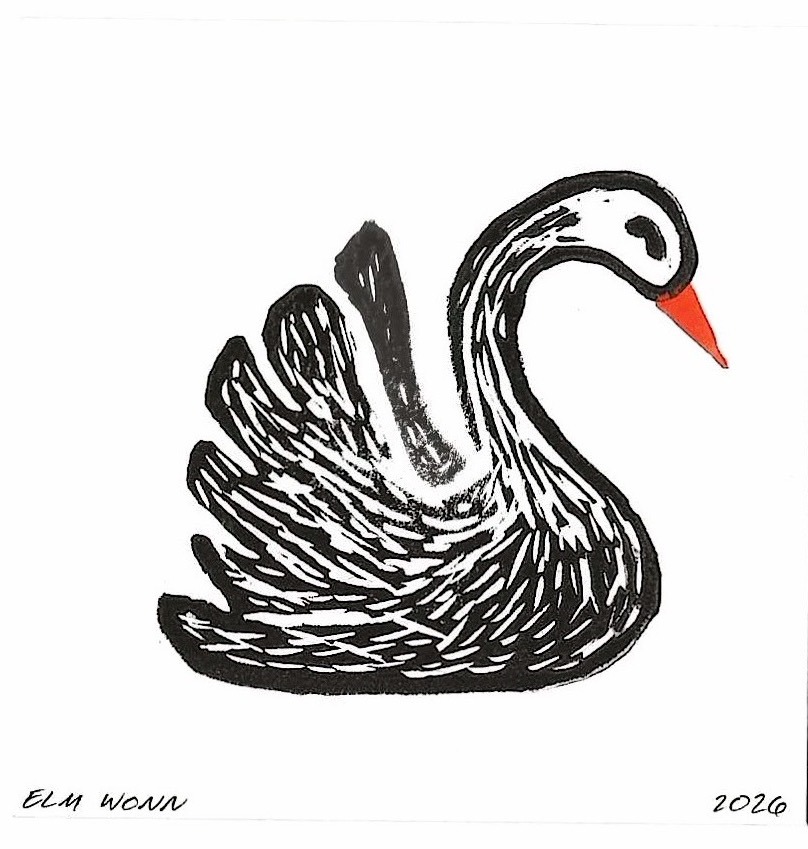 A black swan on the water, head raised, with a bright red beak